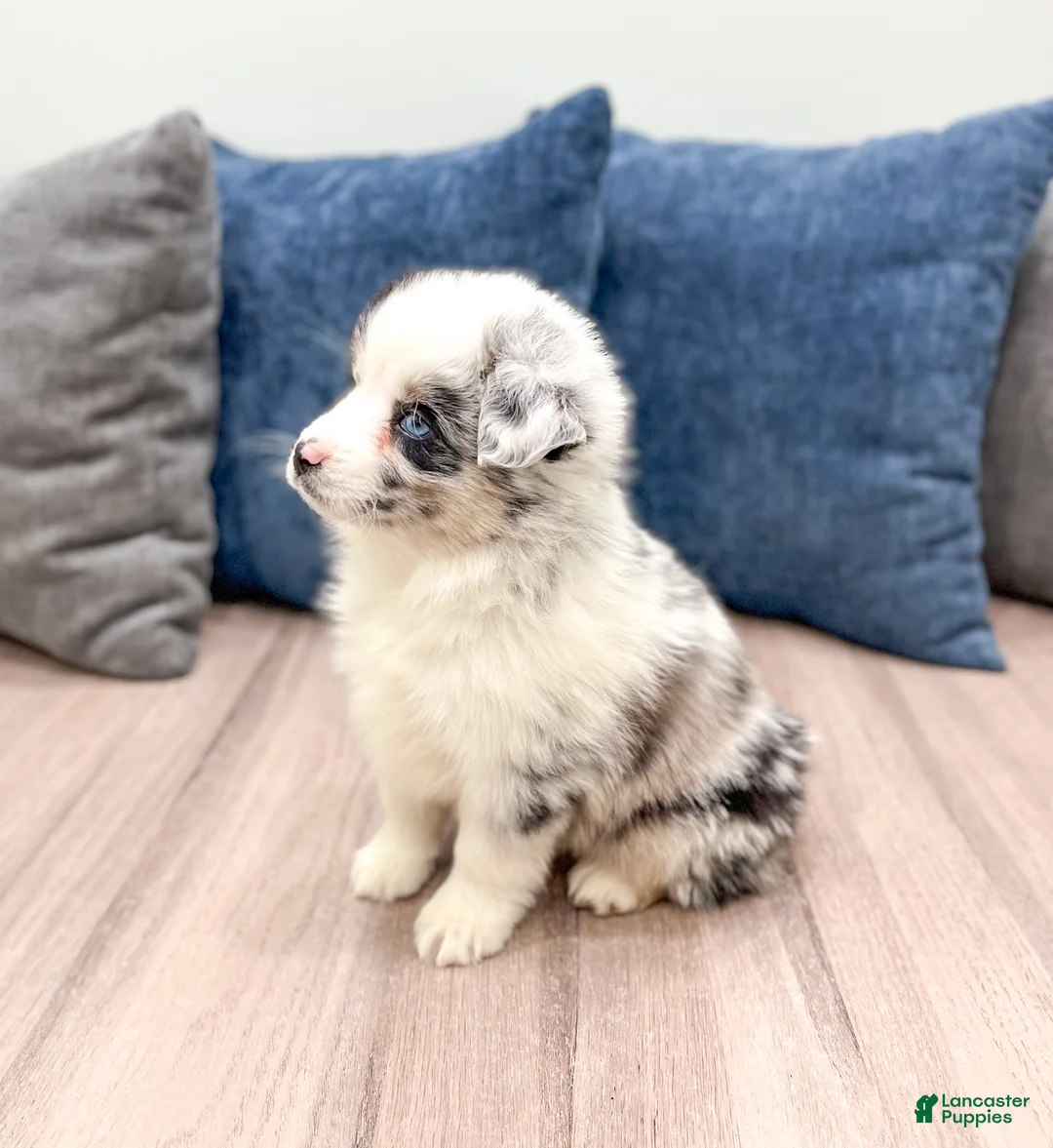 Miniature Australian Shepherd dogs for sale: Lily - Ad 4