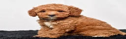 Mini Goldendoodle dogs for sale: Mr. Sarge - Ad 4