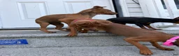Miniature Pinscher dogs for sale: Miniature Pinscher 2 - Ad 5
