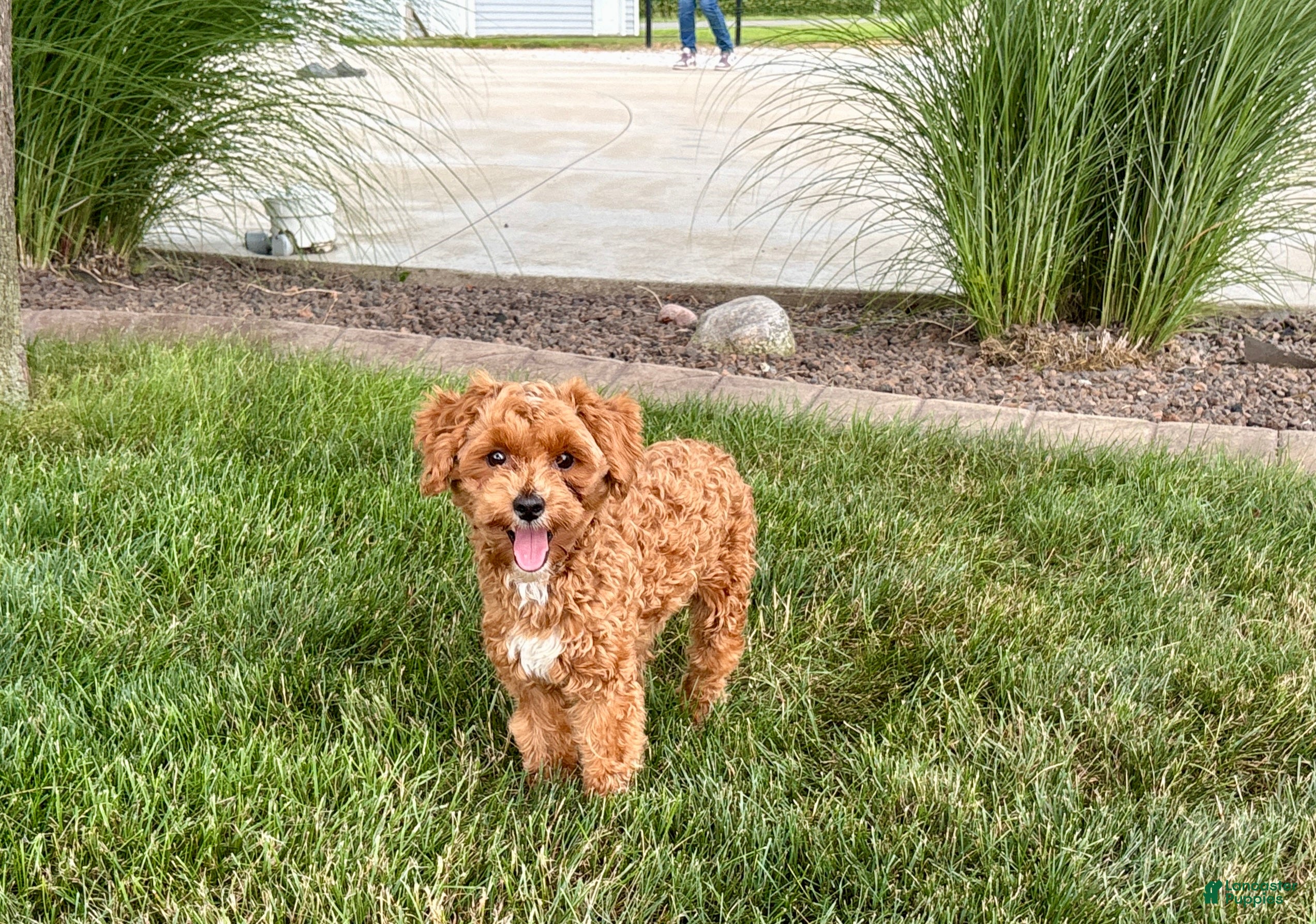 Maltipoo dogs Maltipoo Puppy 4 male  - Ad 1