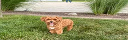 Maltipoo dogs for sale: Maltipoo Puppy 4 male  - Ad 1