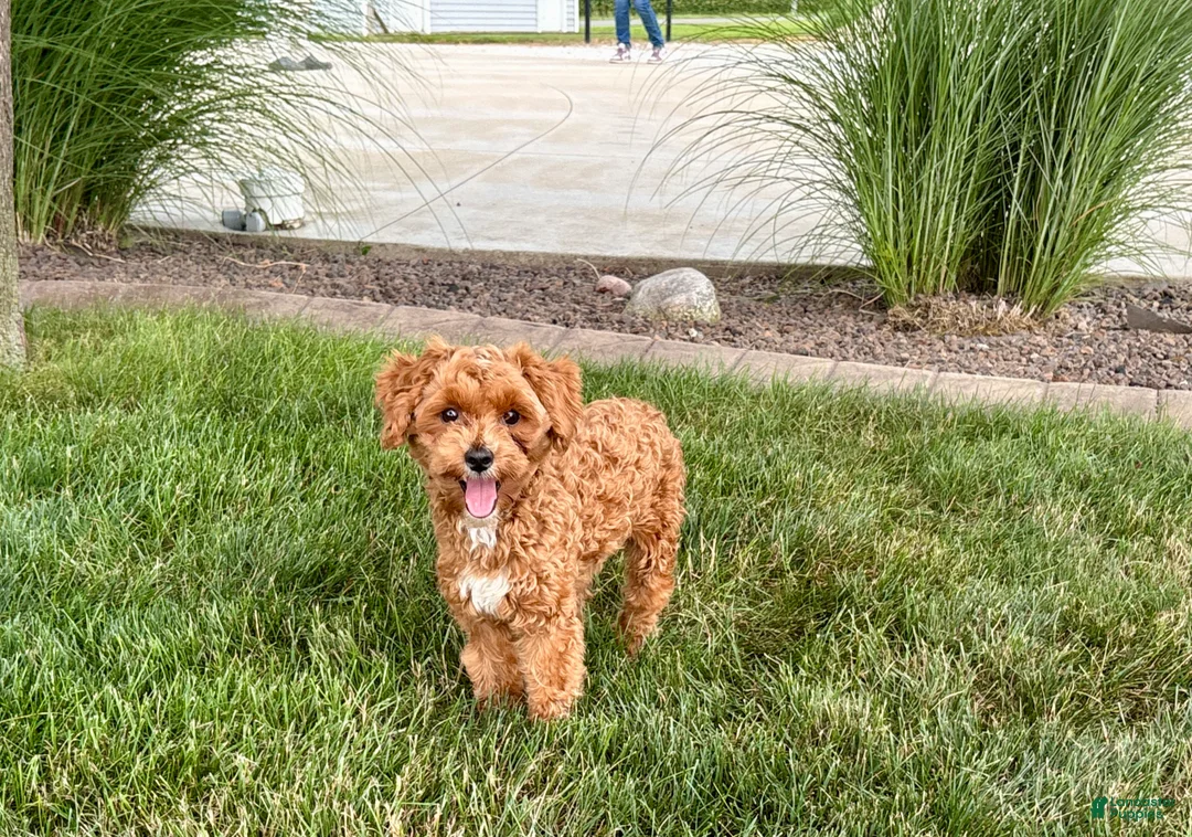 Maltipoo dogs for sale: Maltipoo Puppy 4 male  - Ad 1