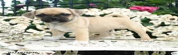 Jug dogs for sale: Sally - Ad 2