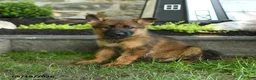 German Shepherd dogs for sale: Brenda - Ad 2