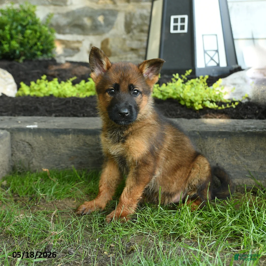 German Shepherd dogs for sale: Brenda - Ad 2
