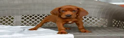 Redbone Coonhound dogs for sale: Buck - Ad 2