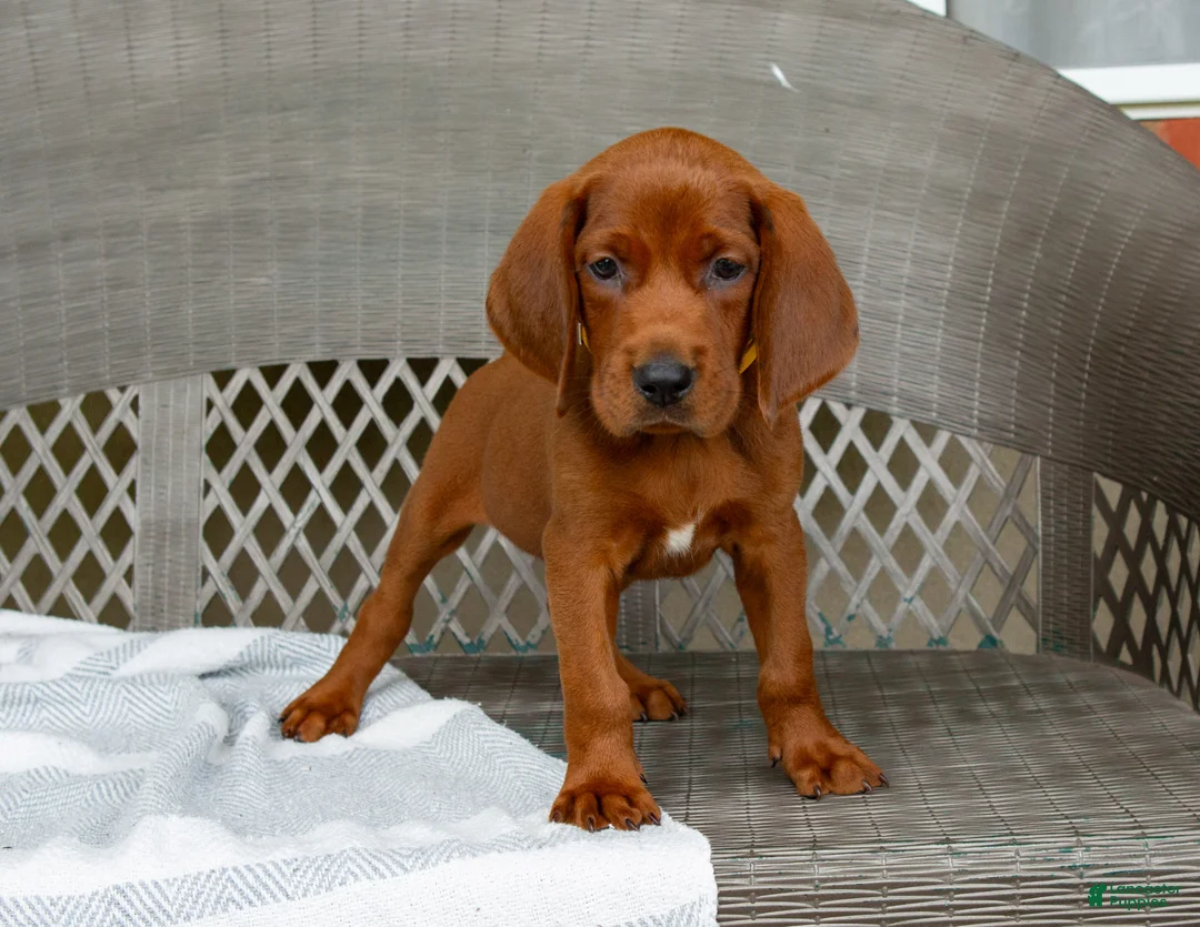 Redbone Coonhound dogs for sale: Buck - Ad 2