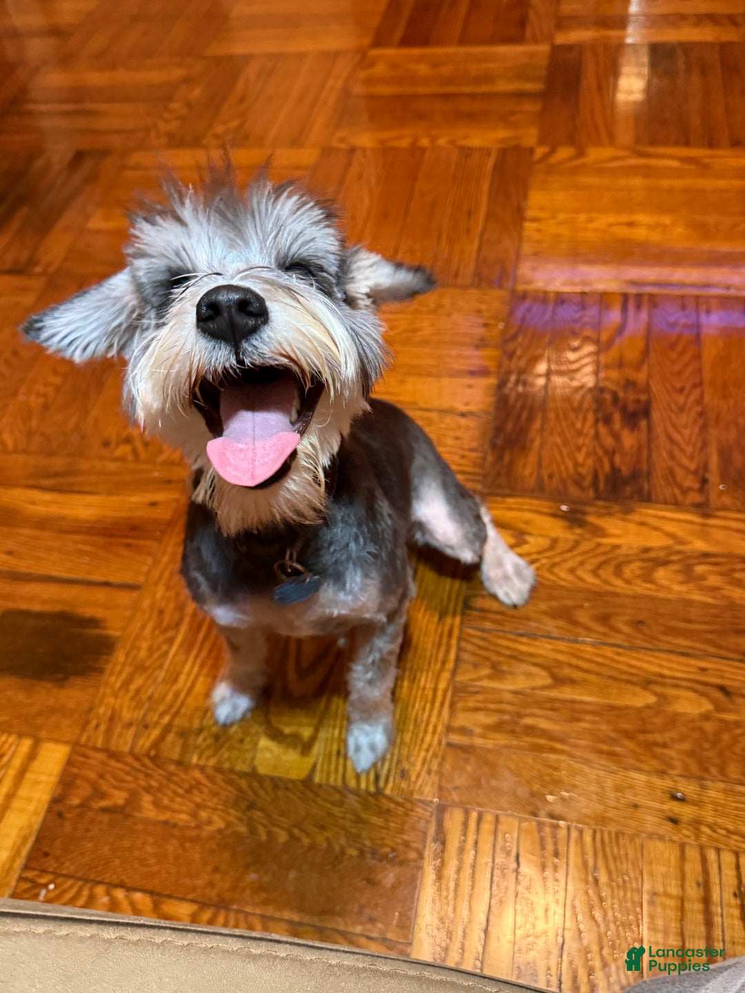 Miniature Schnauzer dogs for sale: BELLA - Ad 10