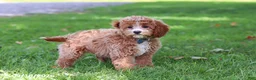 Cavapoochon dogs for sale: Stetson - Ad 4