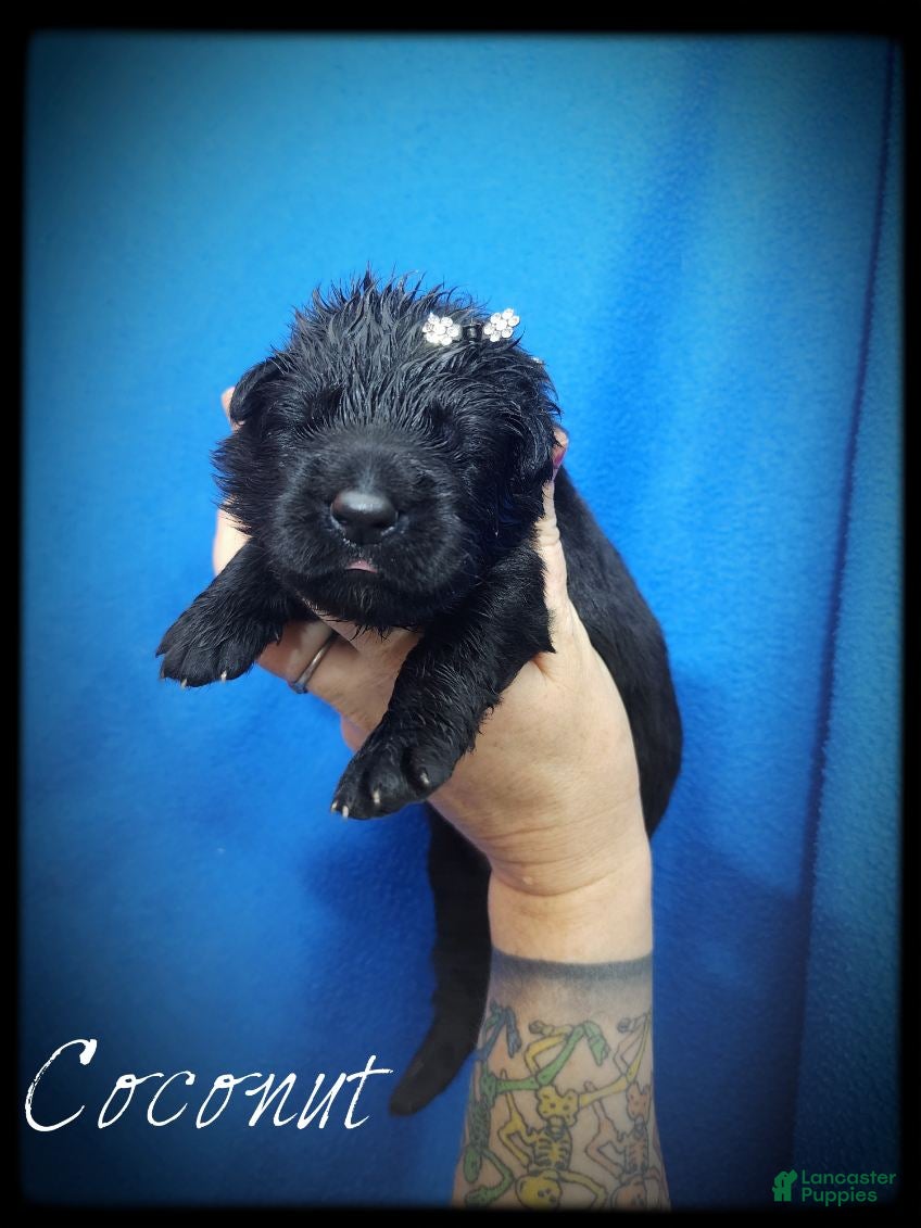 German Shepherd dogs Coconut  - Ad 28
