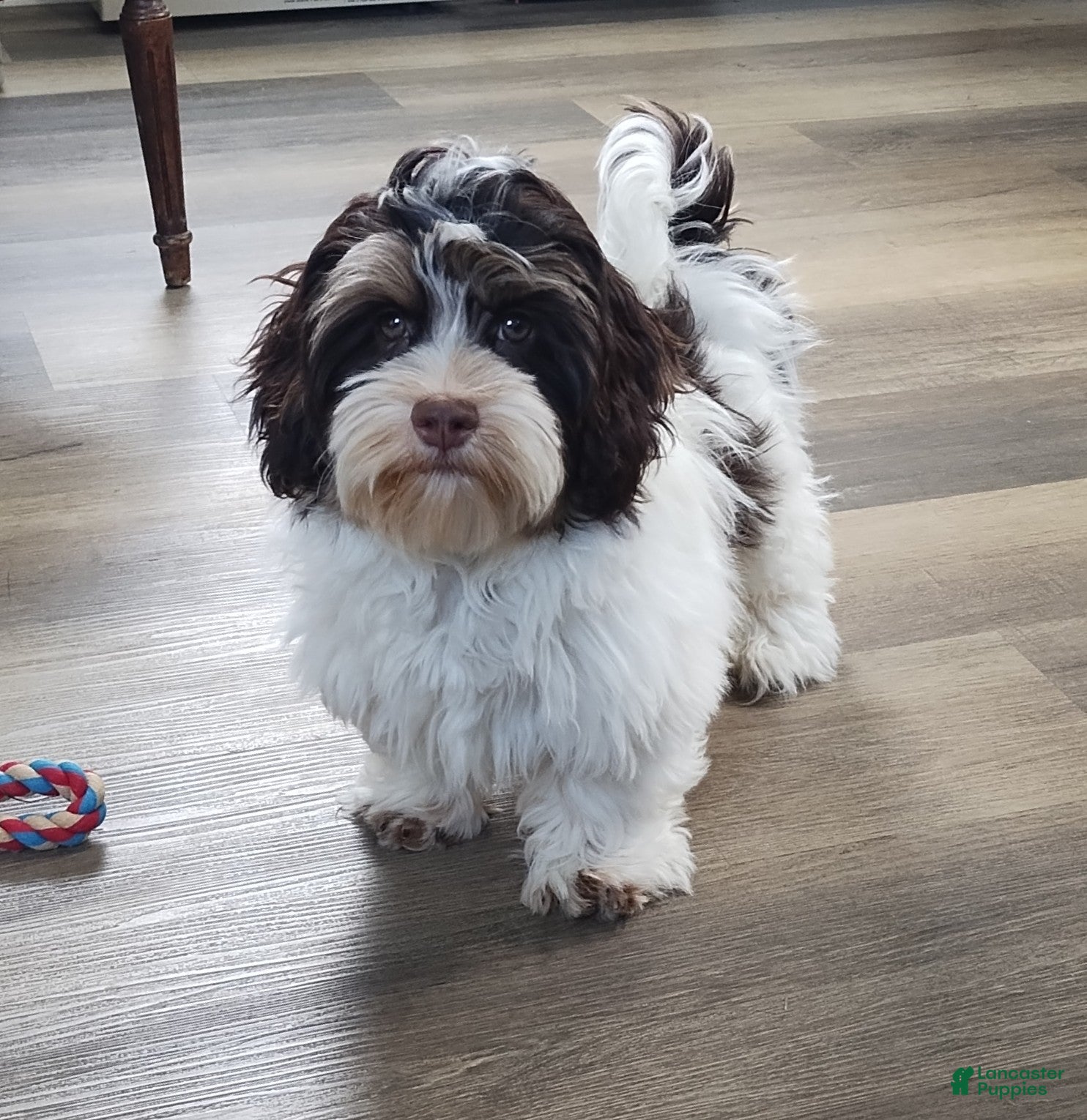 Havanese dogs Faith  - Ad 1