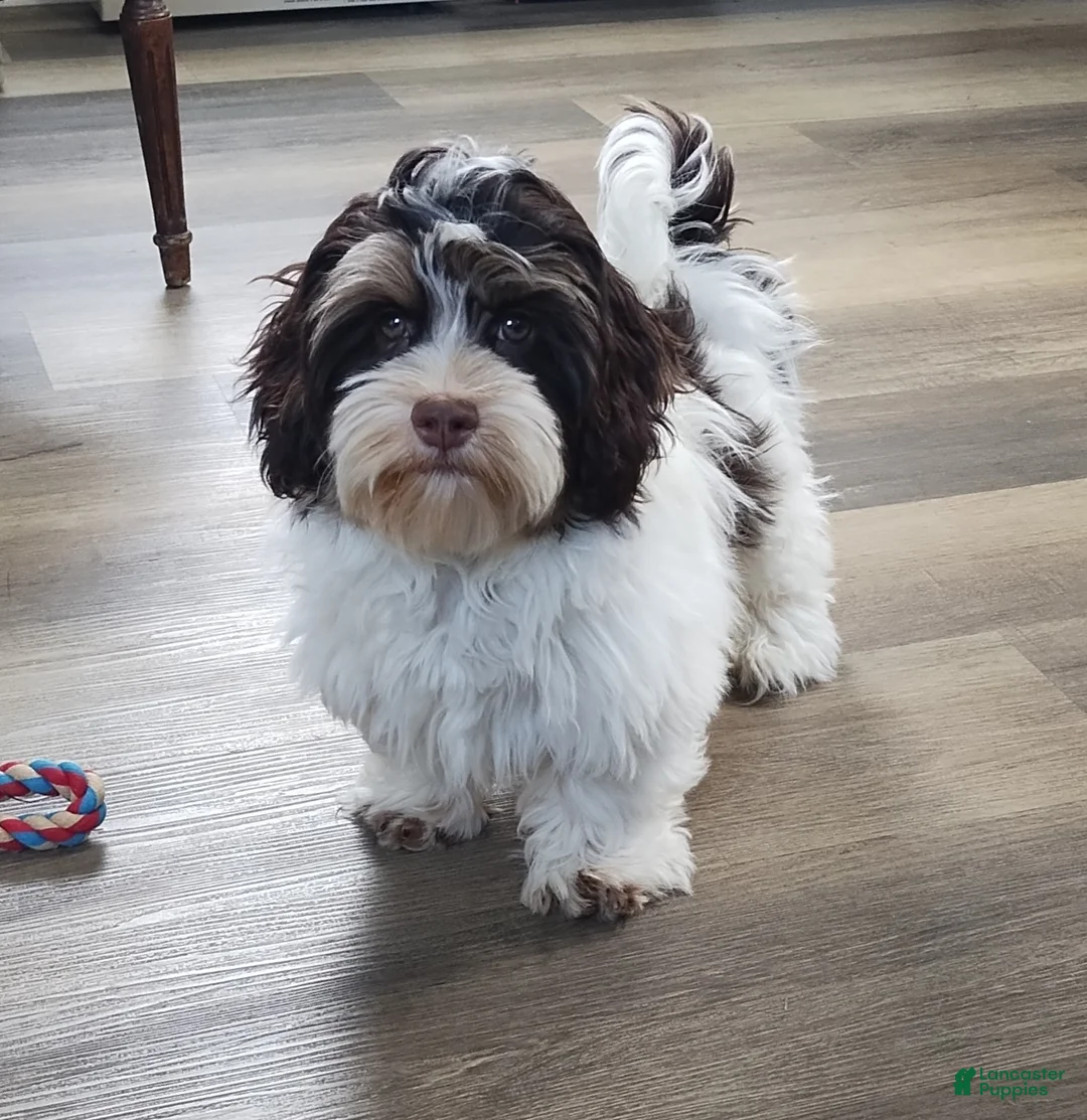 Havanese dogs for sale: Havanese litter of 3 puppies - Ad 2