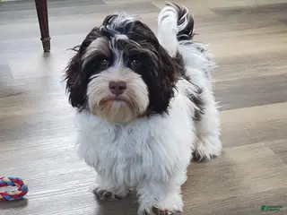 Havanese dogs for sale: Faith - Ad 2
