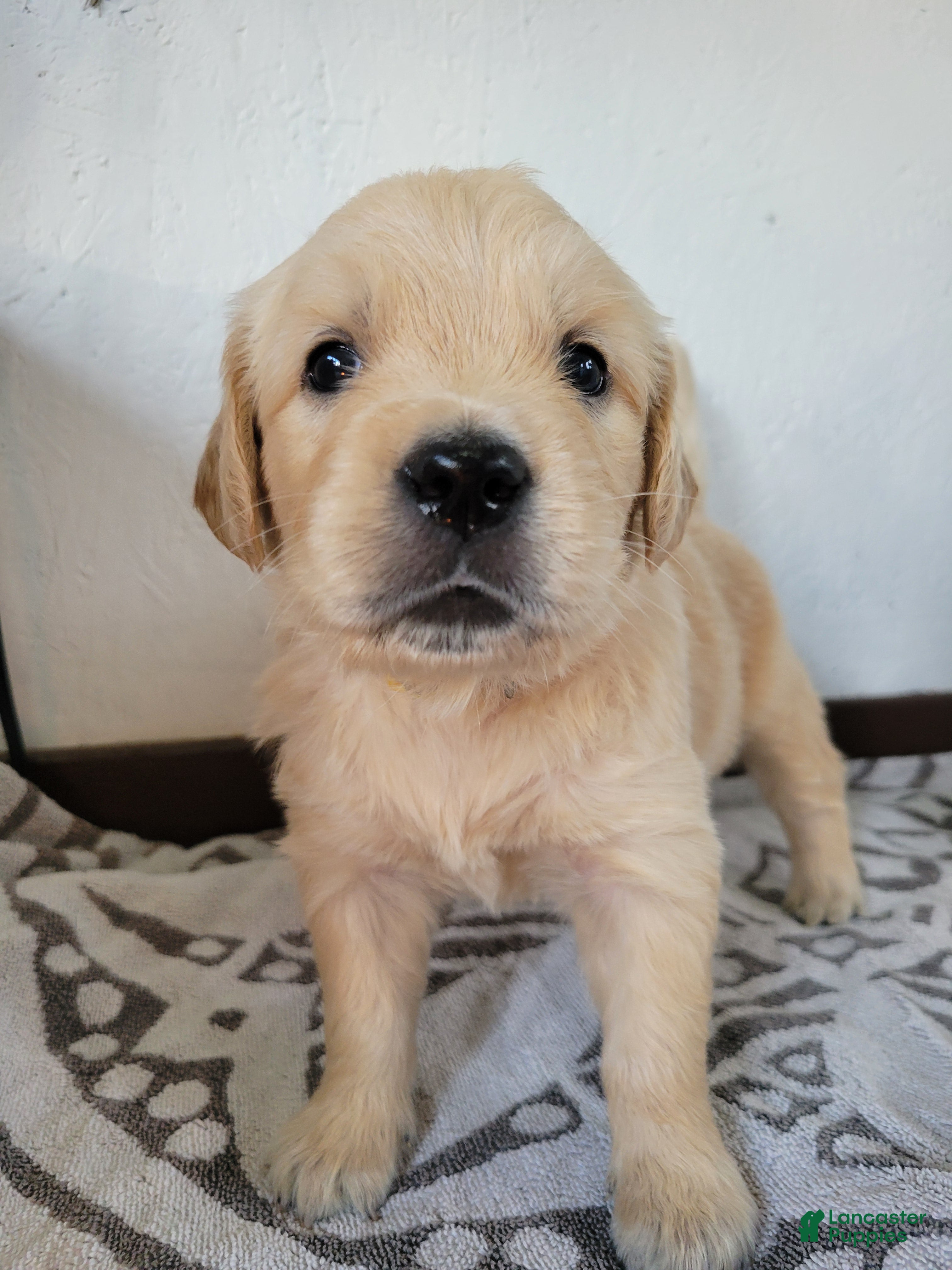 Golden Retriever dogs Cheerio, Champion Sired - Ad 1