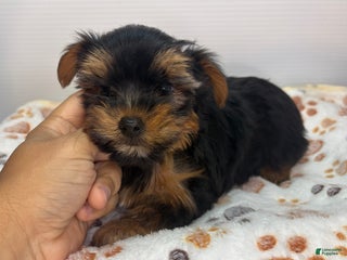Yorkshire Terrier dogs - Ad 2