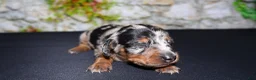 Miniature Dachshund dogs for sale: Miniature Dachshund Puppy 4 - Ad 4