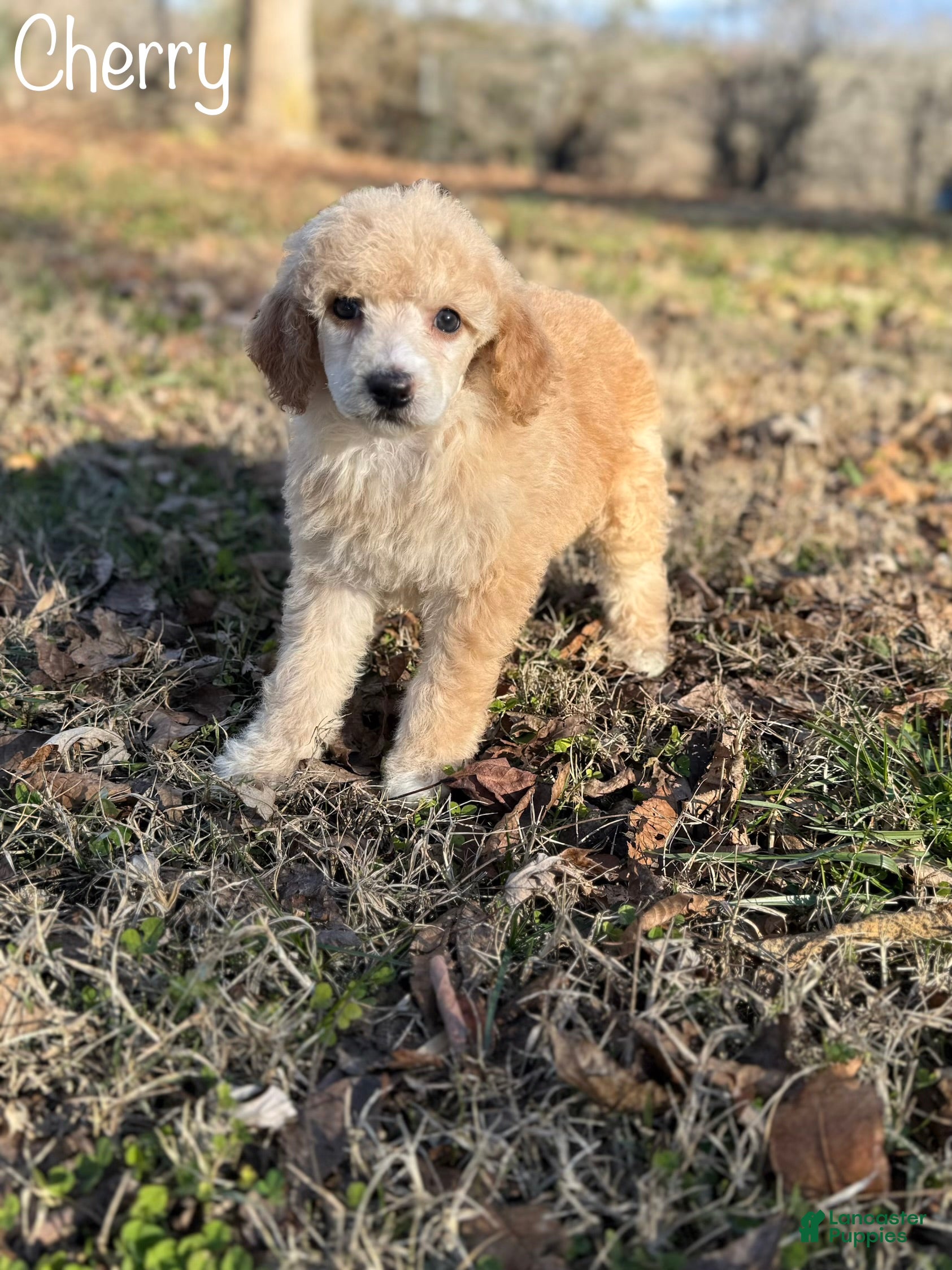 Standard Poodle dogs Cherry - Ad 42