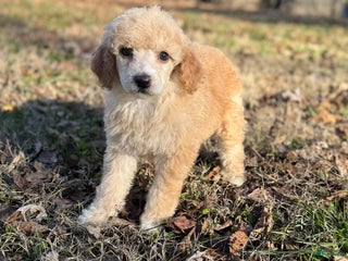 Standard Poodle dogs Cherry - Ad 42