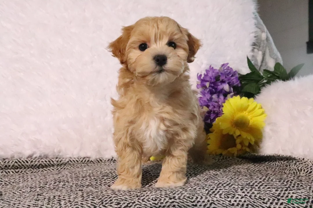 Maltipoo dogs for sale: Lilly - Ad 2