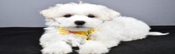Maltipoo dogs for sale: Lennie - Ad 2