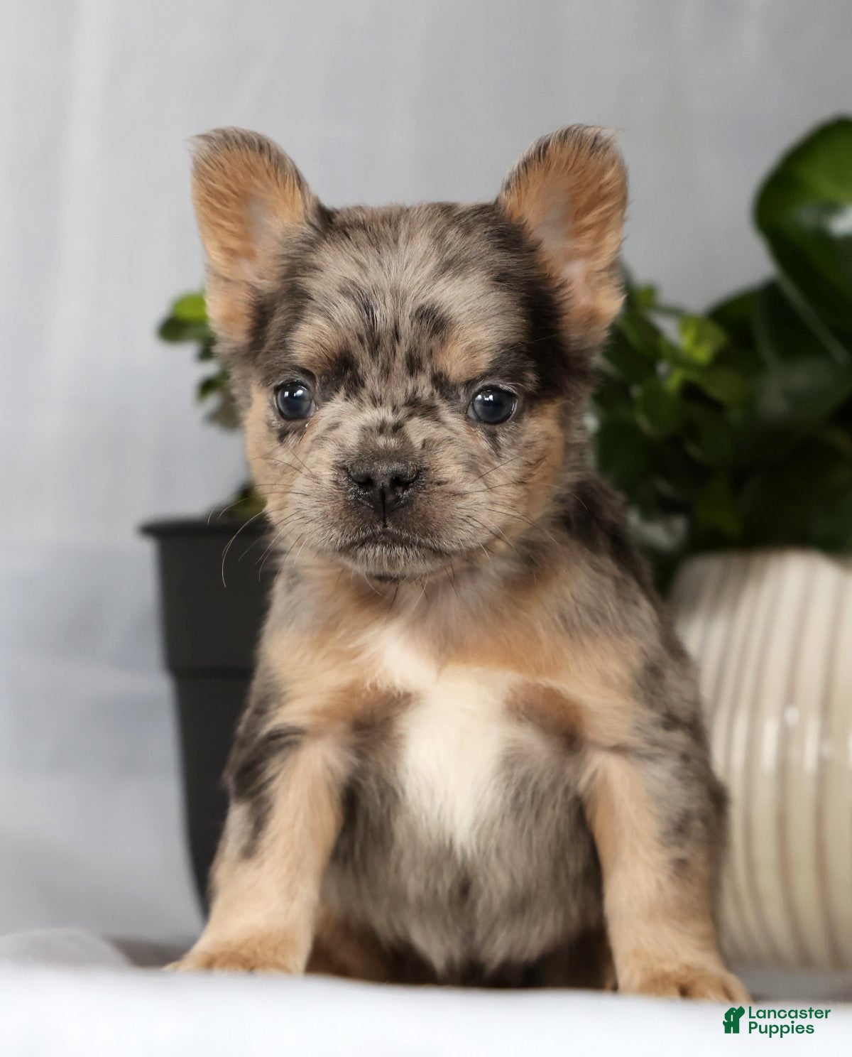 French Bulldog dogs Nimmy - Ad 2