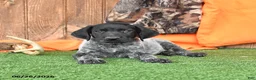 German Shorthaired Pointer dogs for sale: Spark  - Ad 3