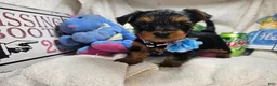 Yorkshire Terrier dogs for sale: Sly Stalone  - Ad 2
