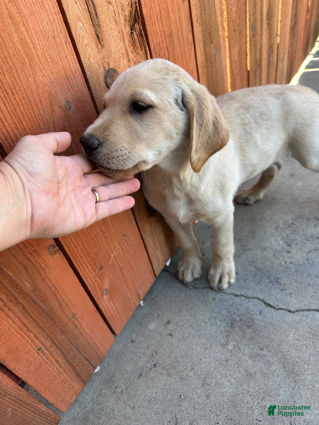 Labrador Retriever dogs for sale: Labrador Retriever Puppy 4 - Ad 8