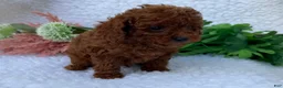 Toy Poodle dogs for sale: Oliver - Ad 6