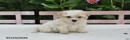 Teddy Bear dogs for sale: April - Ad 3