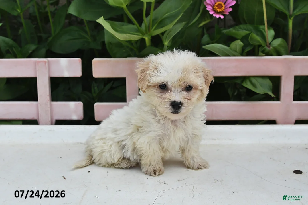 Teddy Bear dogs for sale: April - Ad 3