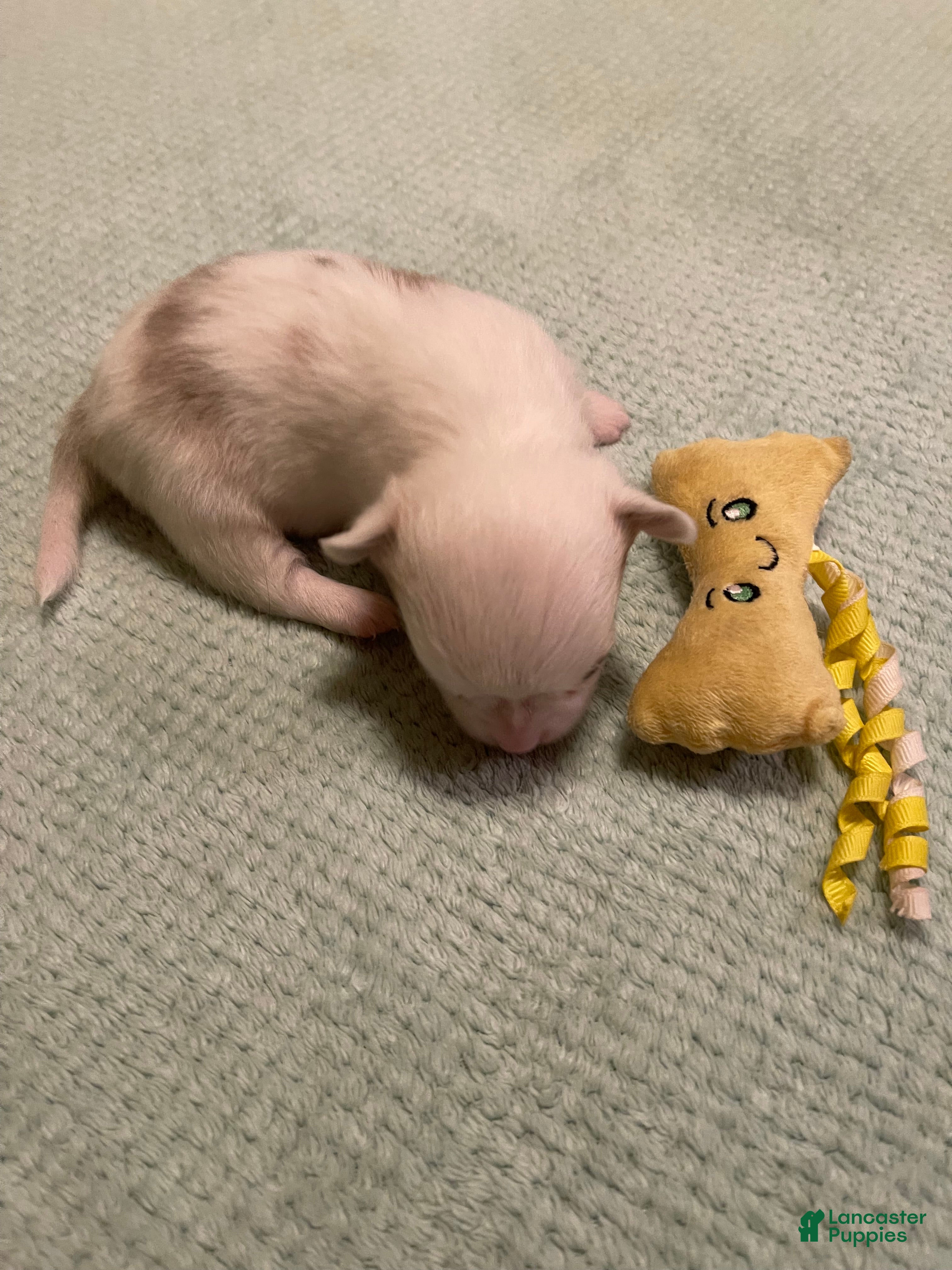 Chihuahua dogs for sale: Chihuahua 4 - Ad 1