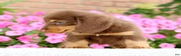 Miniature Dachshund dogs for sale: Dawna - Ad 4