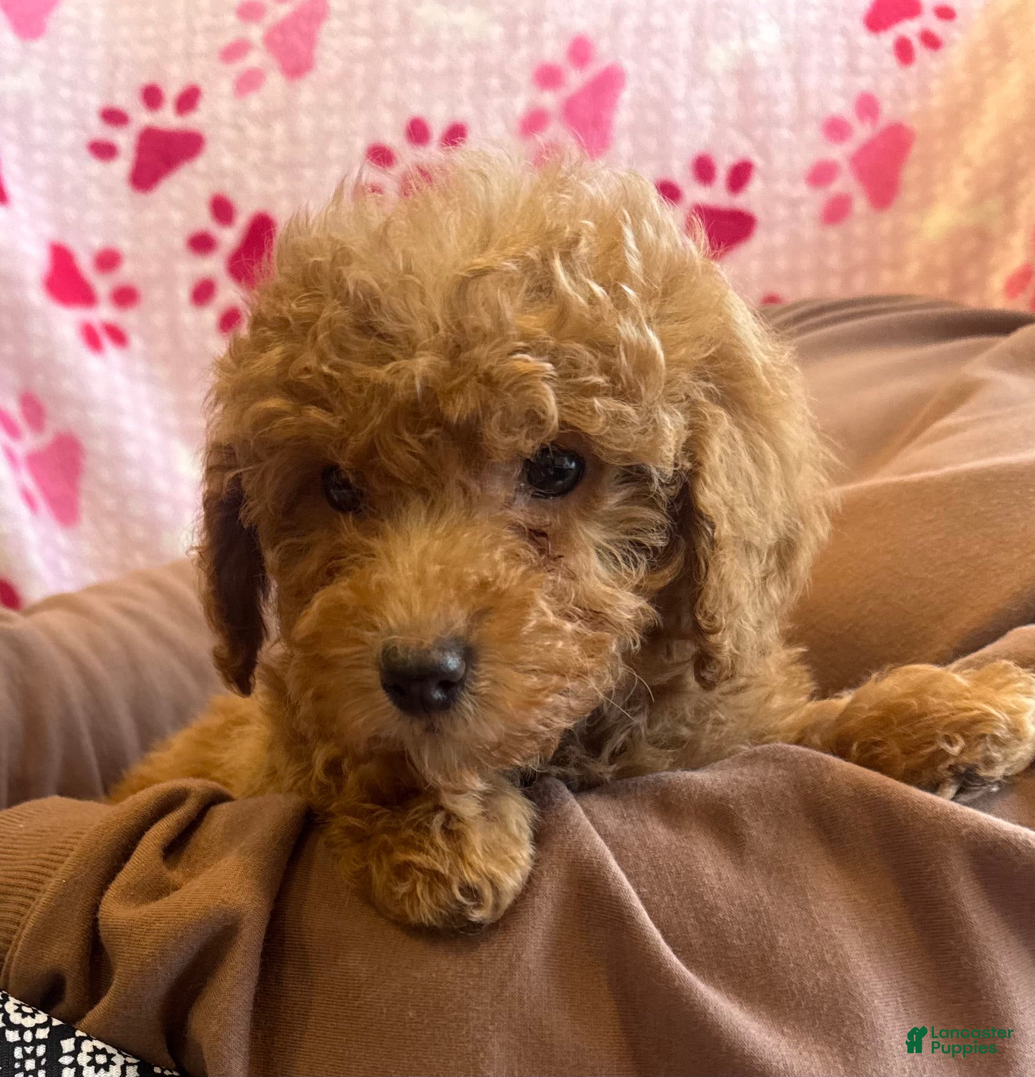 Mini Goldendoodle dogs Holly  - Ad 16
