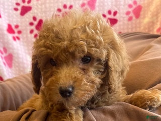 Mini Goldendoodle dogs Holly - Ad 27