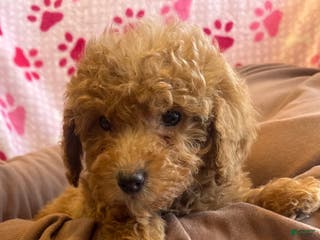Mini Goldendoodle dogs Holly - Ad 5