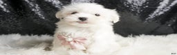 Maltese dogs for sale: Angel - Ad 5