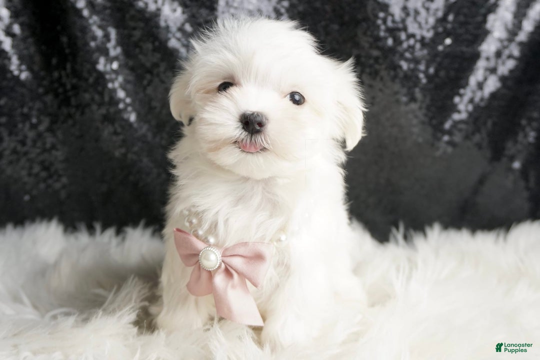 Maltese dogs for sale: Angel - Ad 5