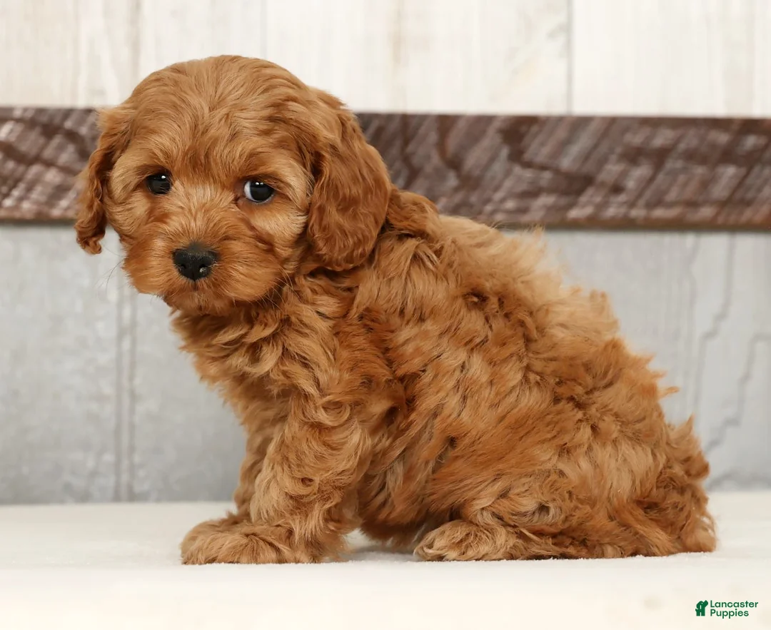 Cockapoo dogs for sale: Heather - Ad 5
