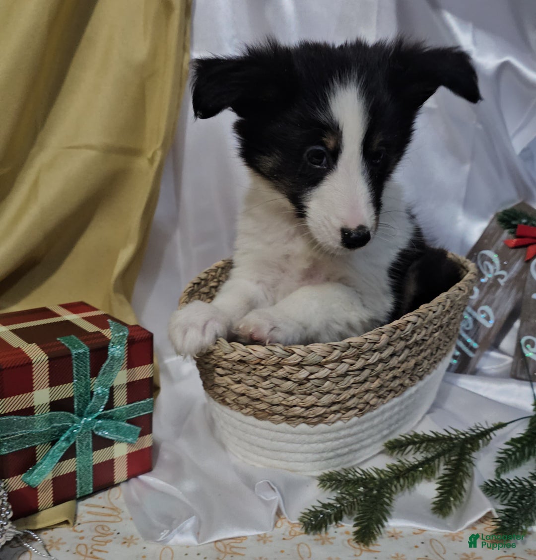 Shetland Sheepdog dogs for sale: Frosty - Ad 10
