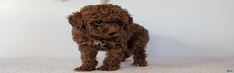 Toy Poodle dogs for sale: Chloe - Ad 6