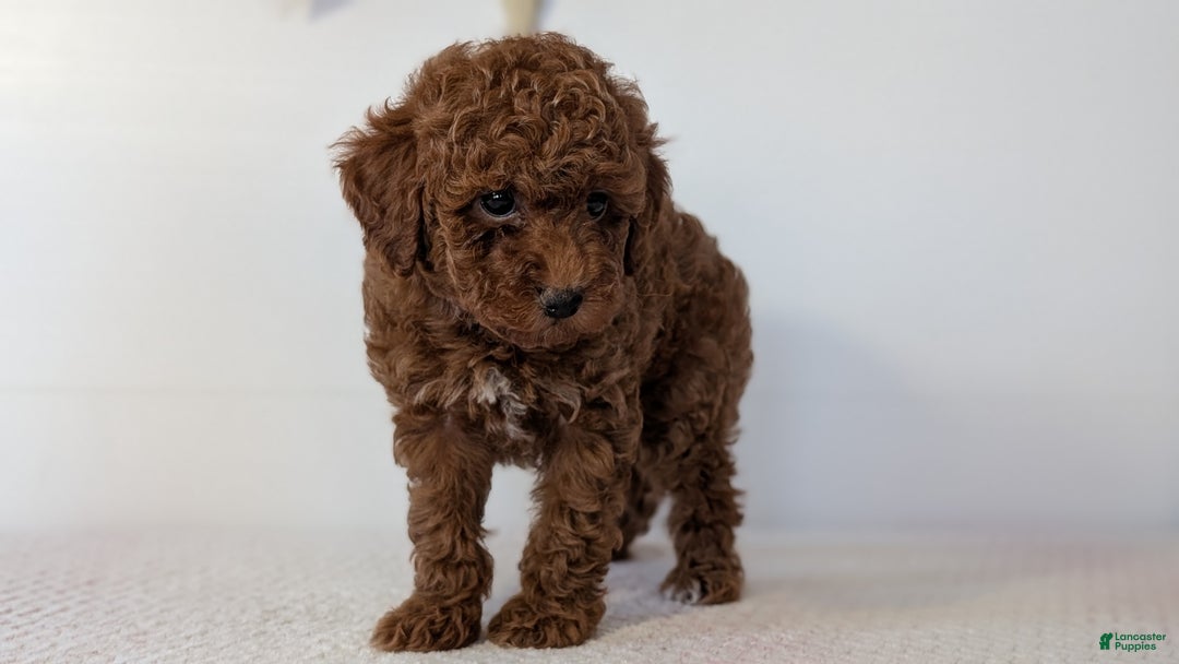 Toy Poodle dogs for sale: Chloe - Ad 6
