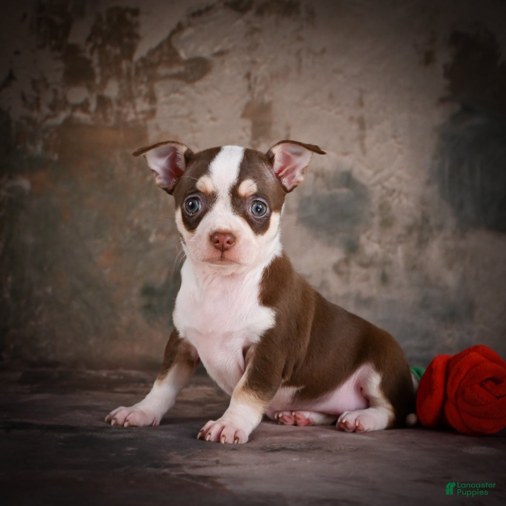 Chihuahua dogs for sale: CoCo - Ad 3