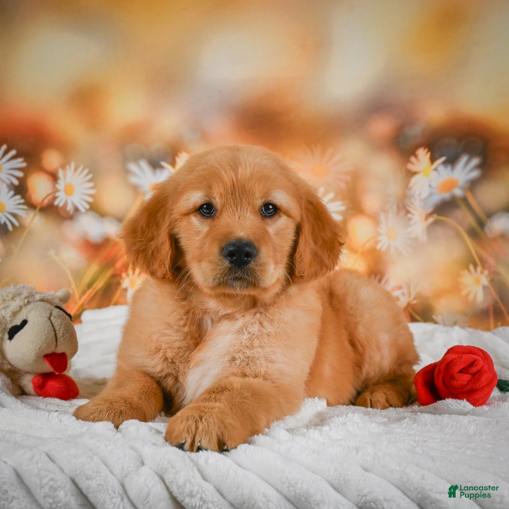 Golden Retriever dogs Honey - Ad 1