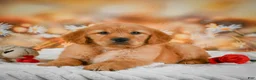Golden Retriever dogs for sale: Honey - Ad 7