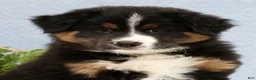 Australian Shepherd dogs for sale: Liam - Ad 9
