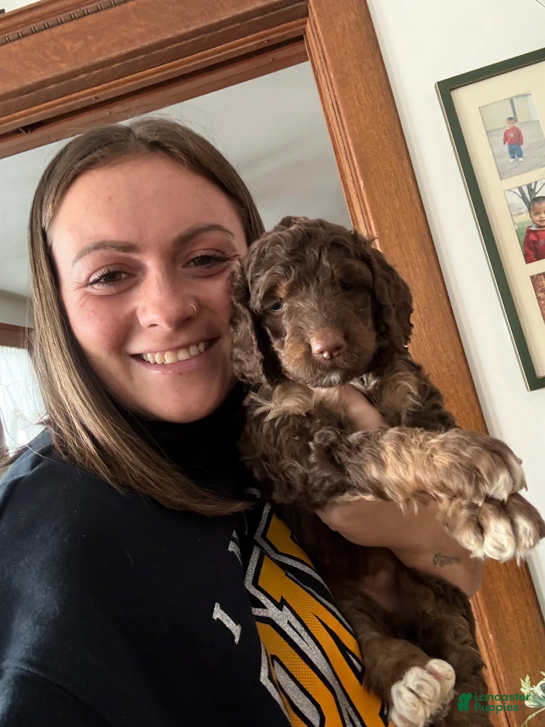 Saint Berdoodles dogs for sale: Blair - Ad 2