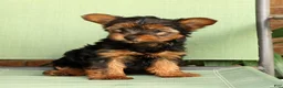 Yorkshire Terrier dogs for sale: Bella - Ad 7