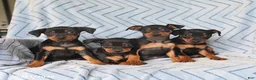 Miniature Pinscher dogs for sale: Pixie - Ad 2