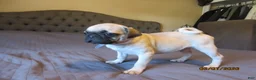 Pug dogs for sale: Pug Puppy 1 - Ad 4